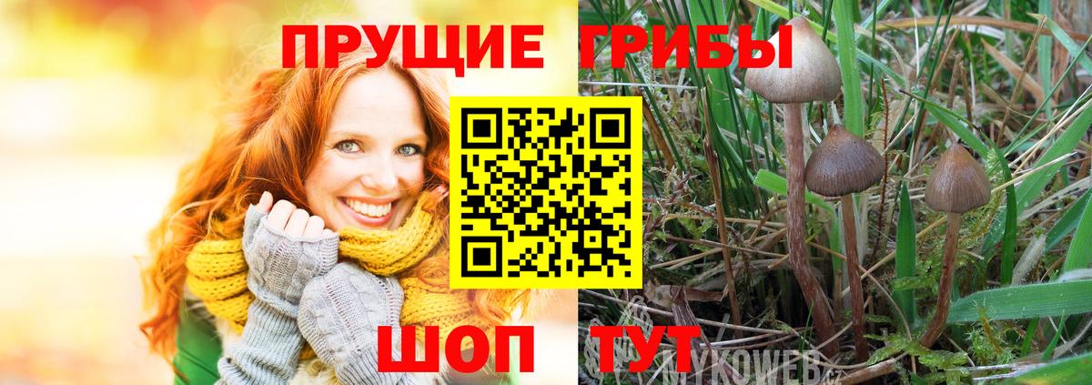 Псилоцибиновые грибы мицелий Жигулёвск